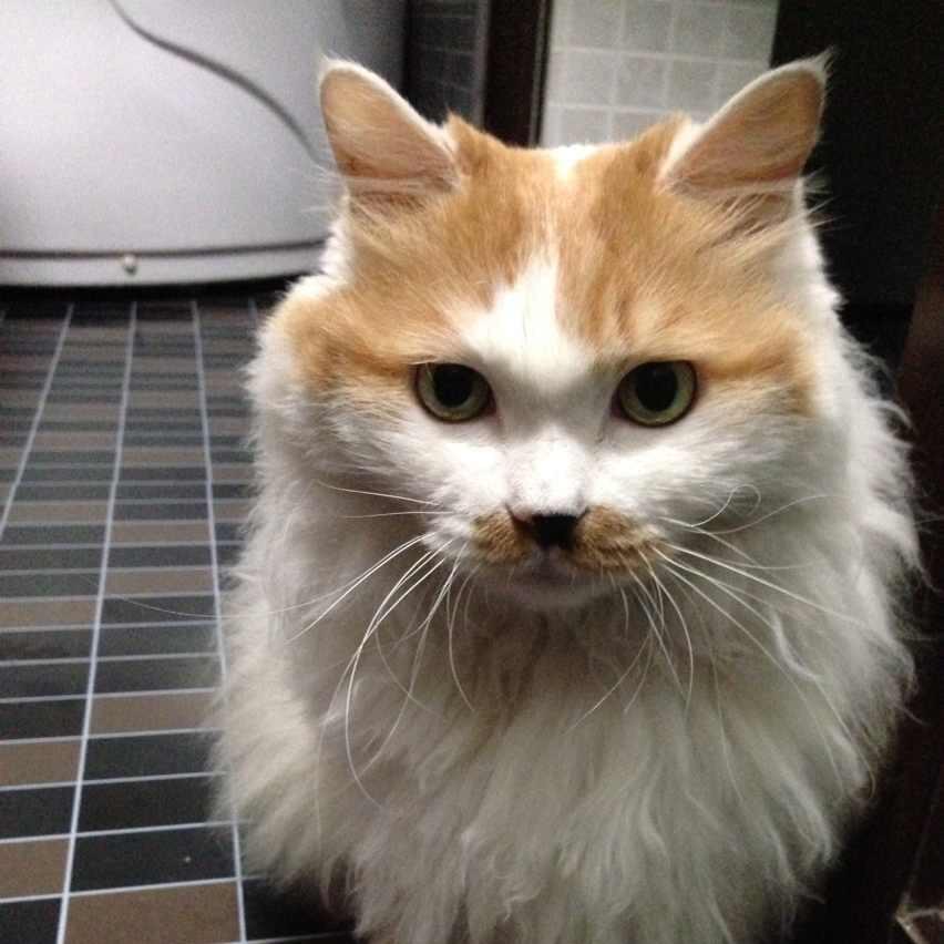 猫脚拗柴专科头像