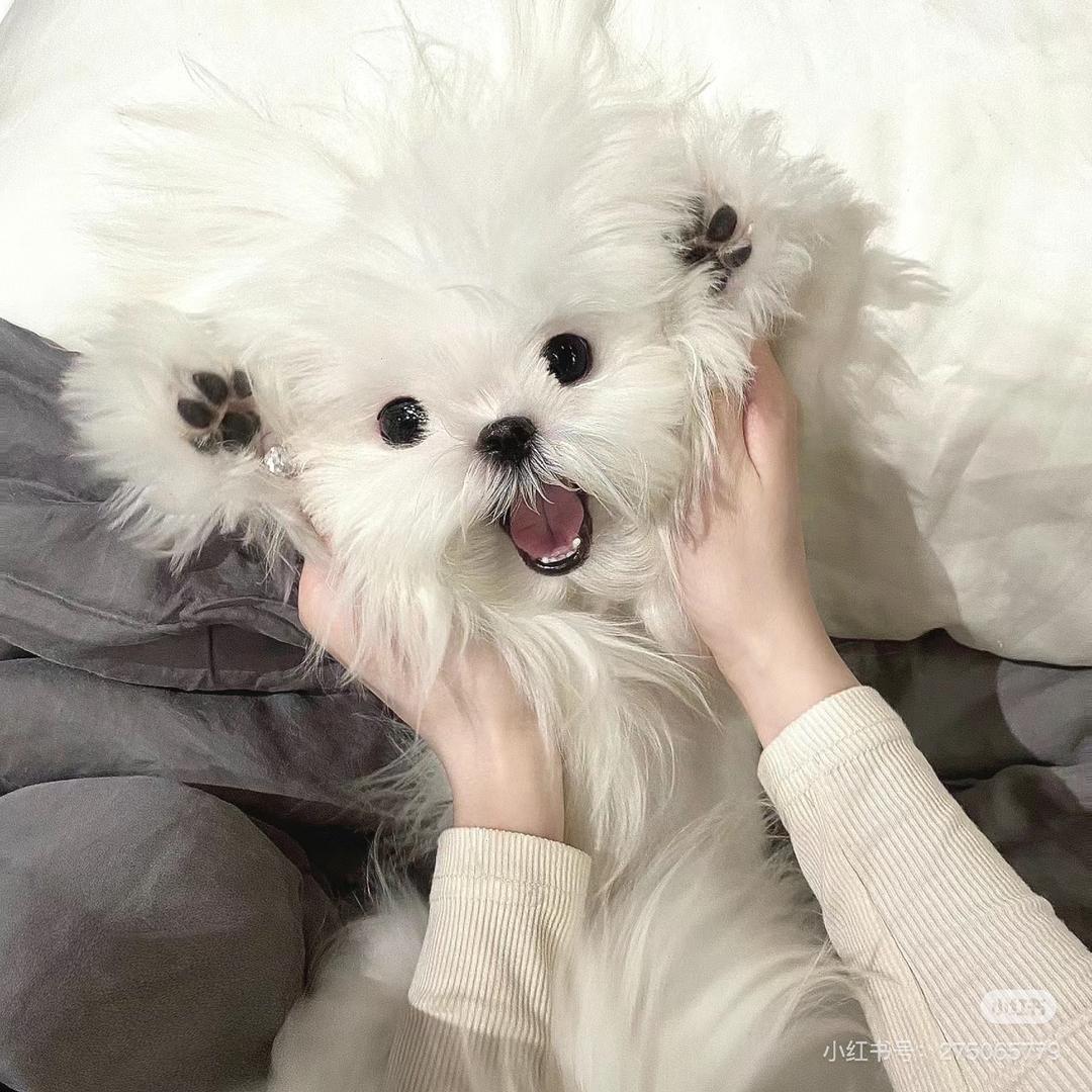 诺诺不吃香菜🌺