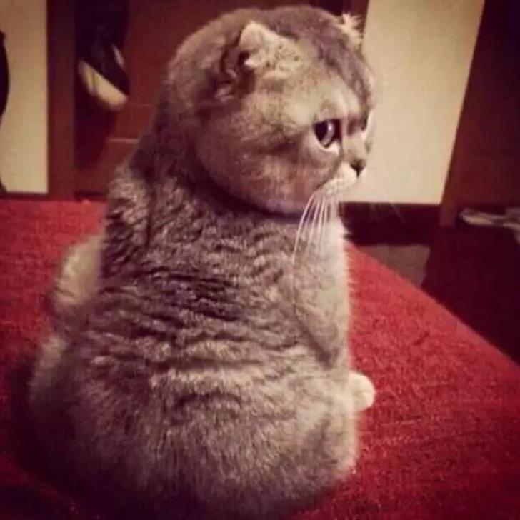 一只没睡醒的猫