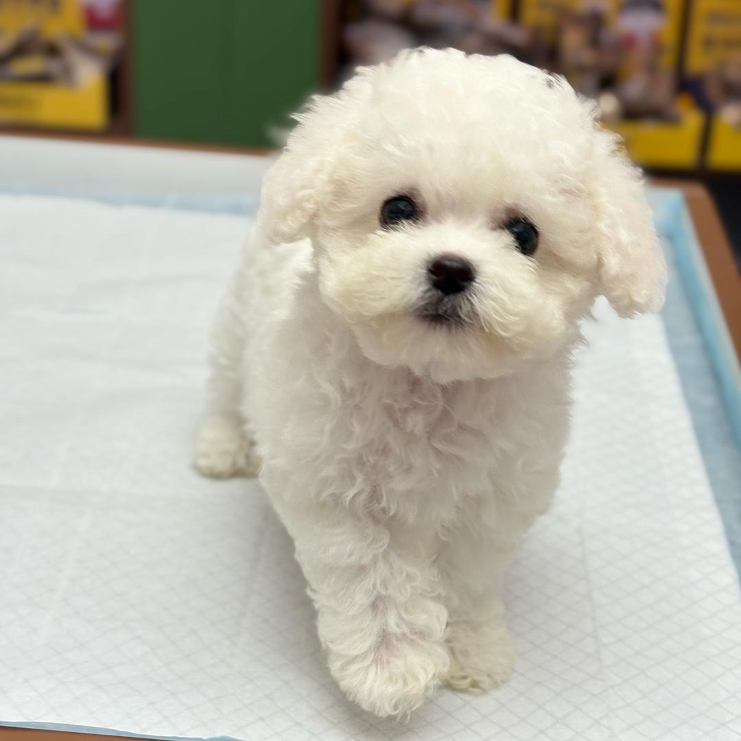 派星人韩系萌宠