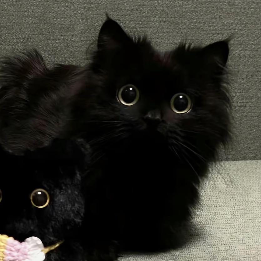 papa猫猫酱