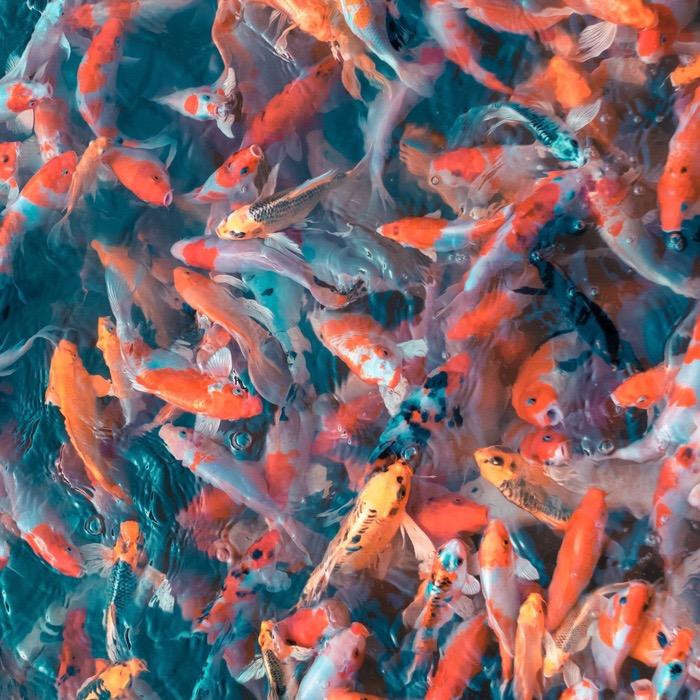 再宠水族之家