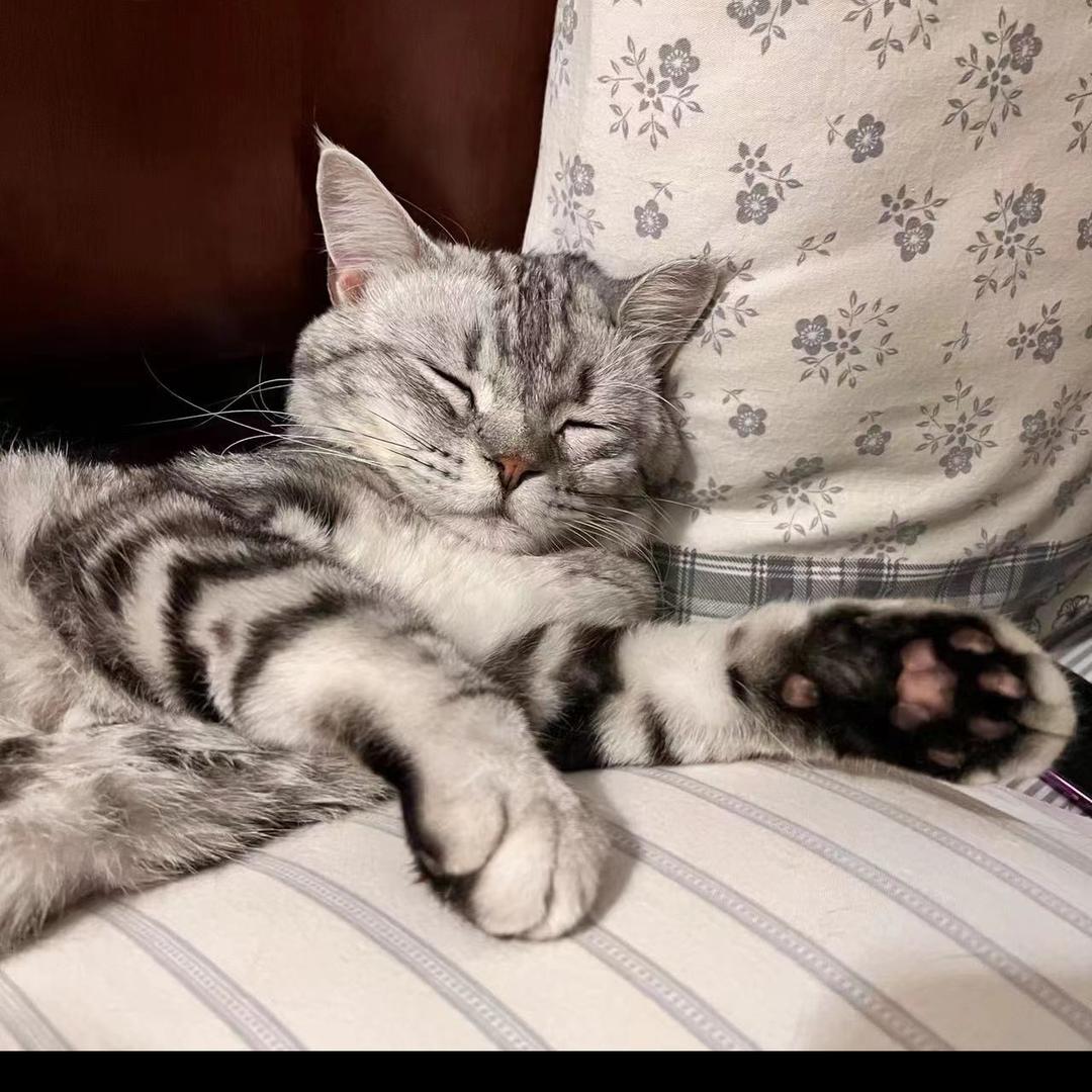 Soldoros（天境台球）