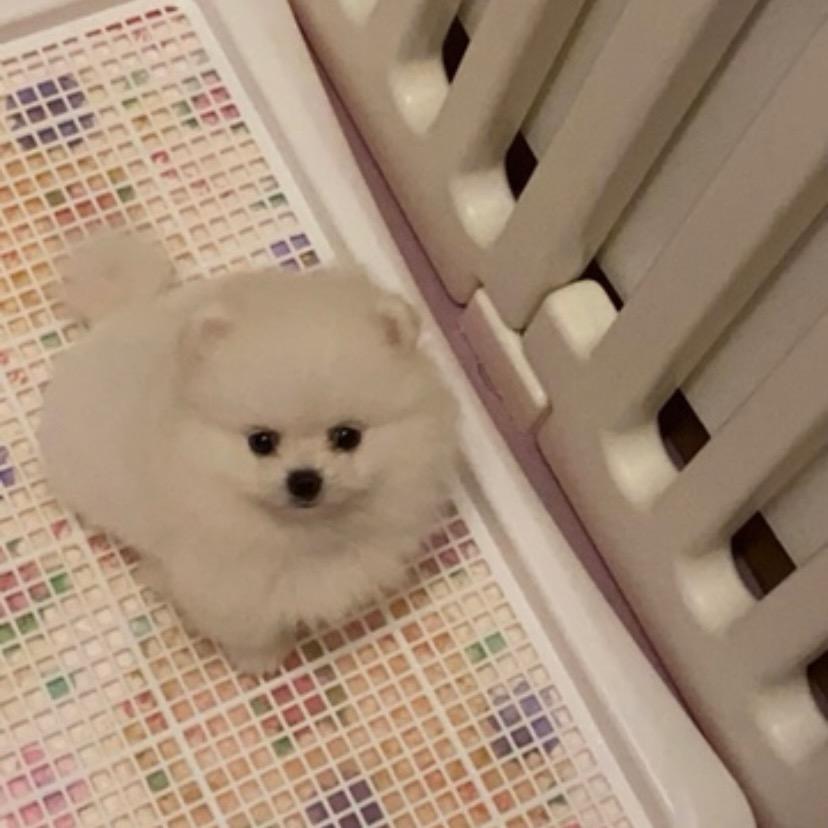 恩恩的大黄狗🦮