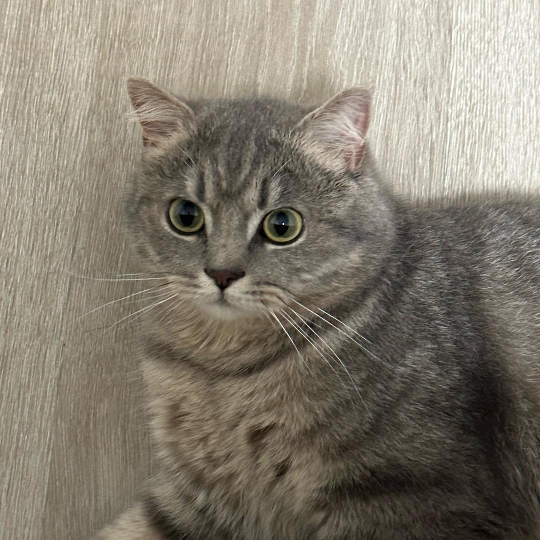 明朝