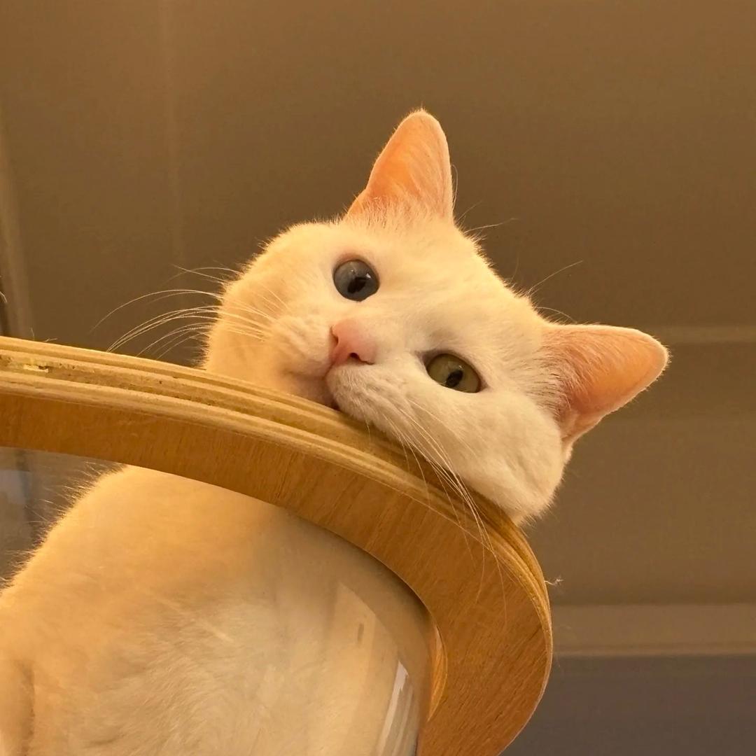 奶胖
