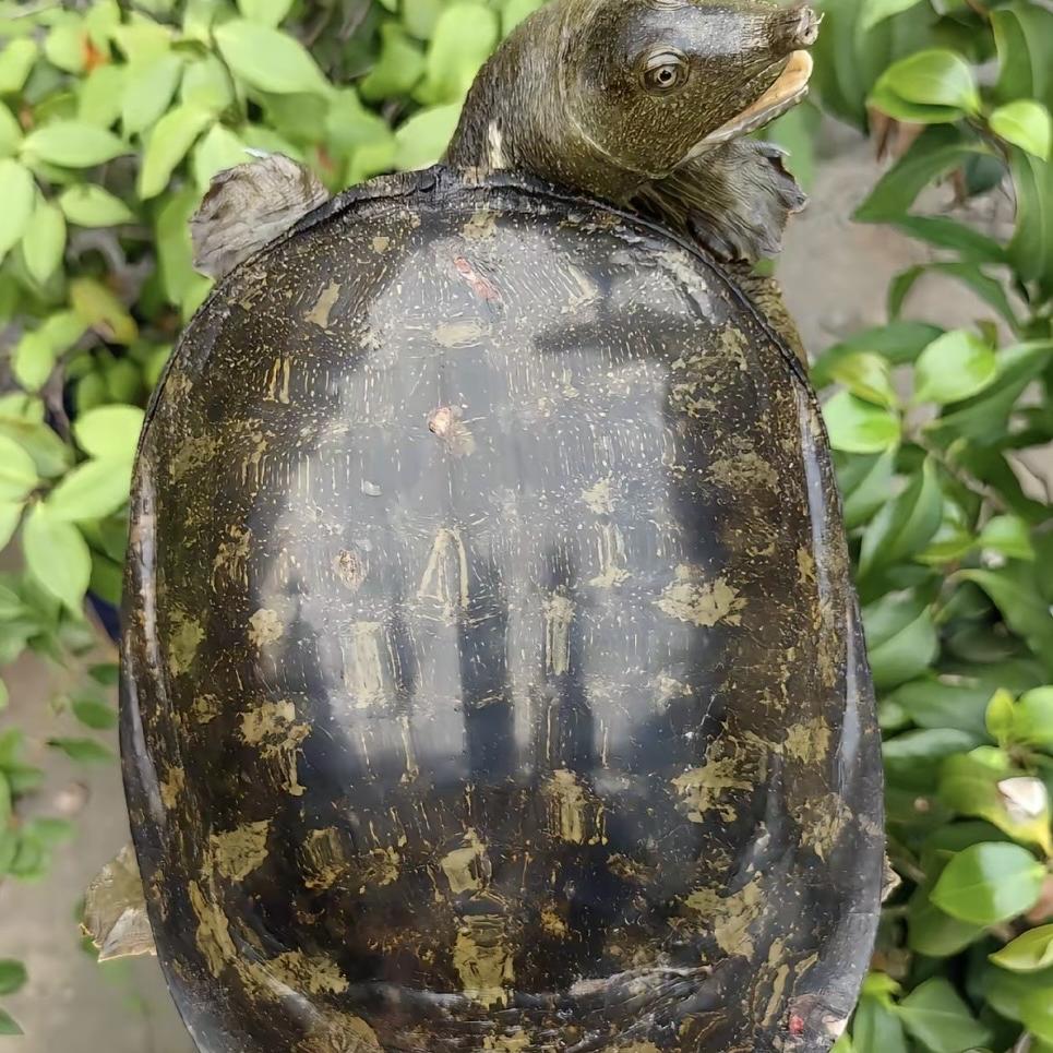 皖北超哥野生鱼