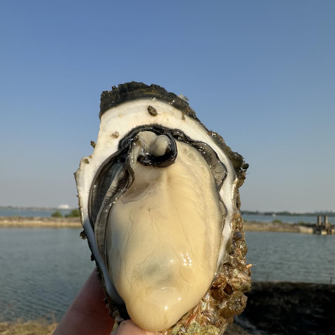 湛江川正生蚝小铺