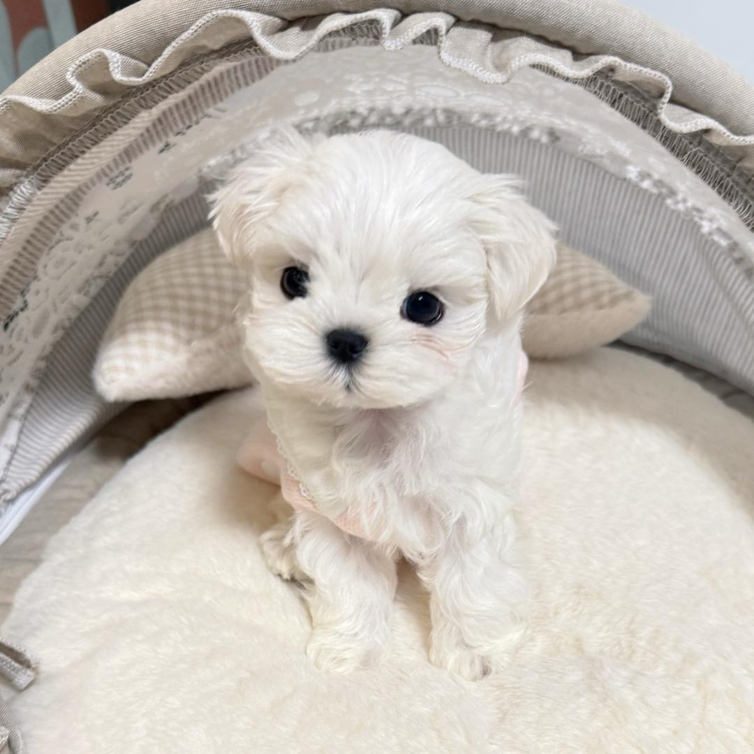 Xxn（张凌赫未婚妻）