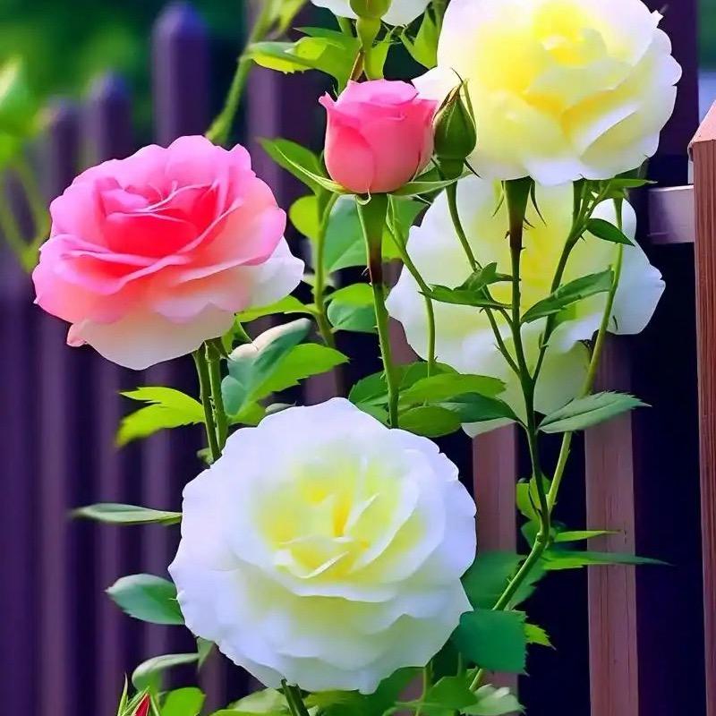 桐桐花圃