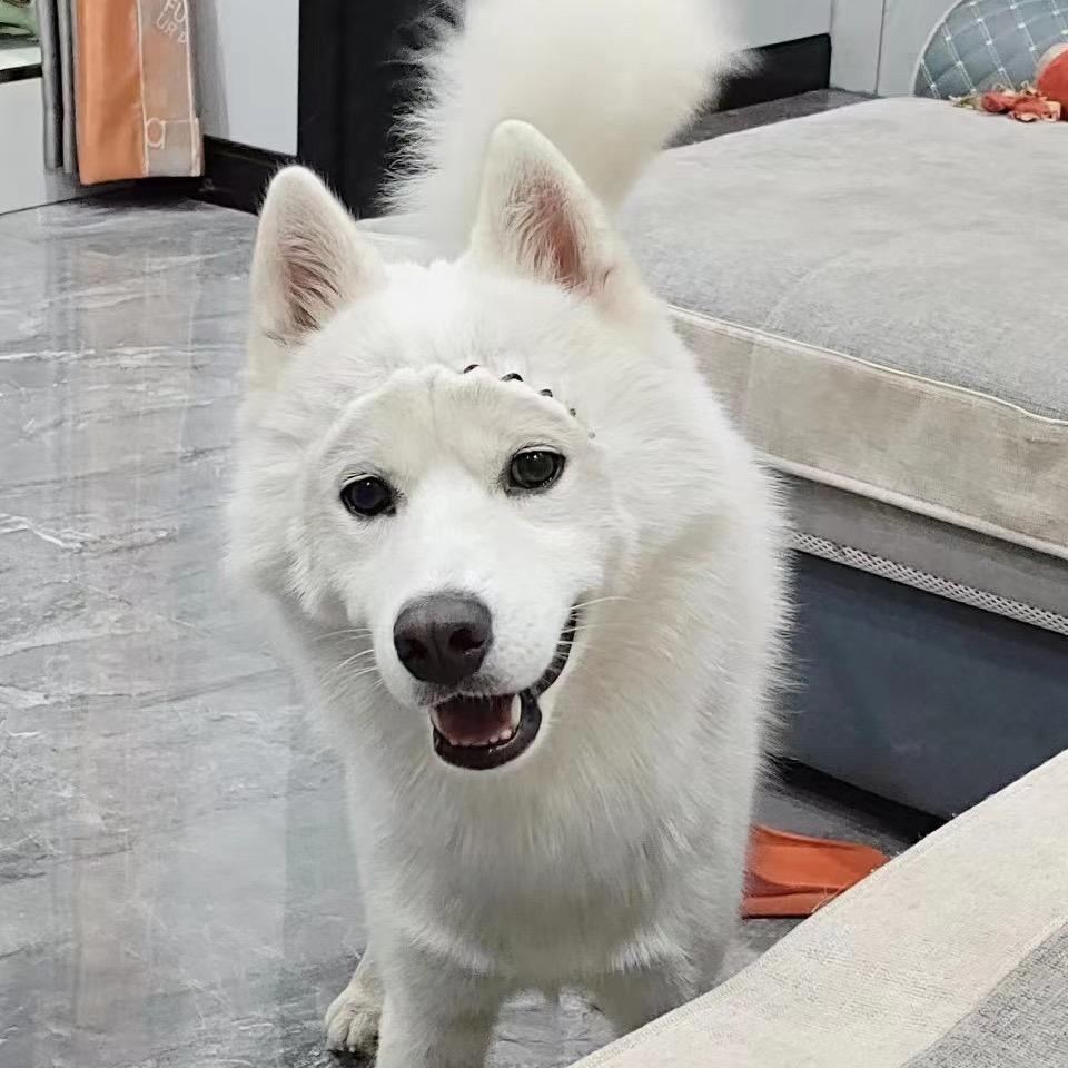 皮皮吃不胖（减肥版）