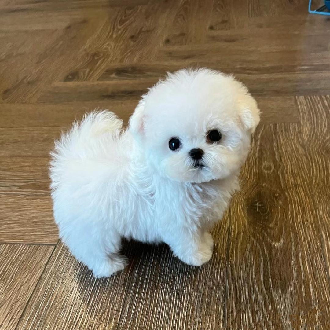 萌宠金灿灿官方号