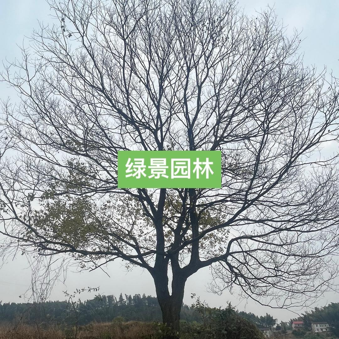 醴陵市绿景园林绿化有限公司