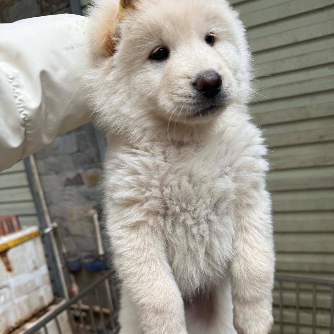 进哥田园犬
