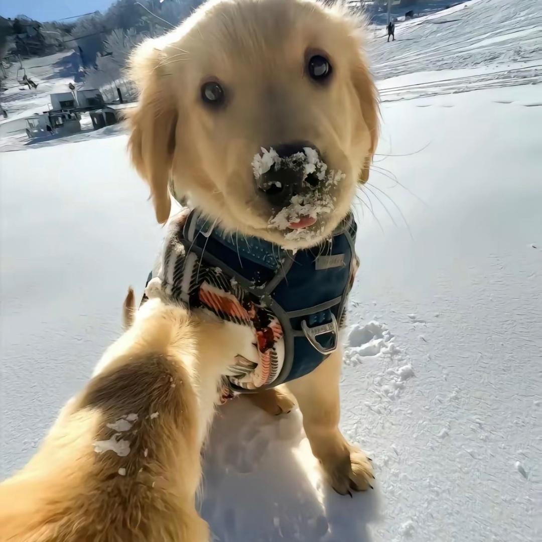 狂吃的大汪