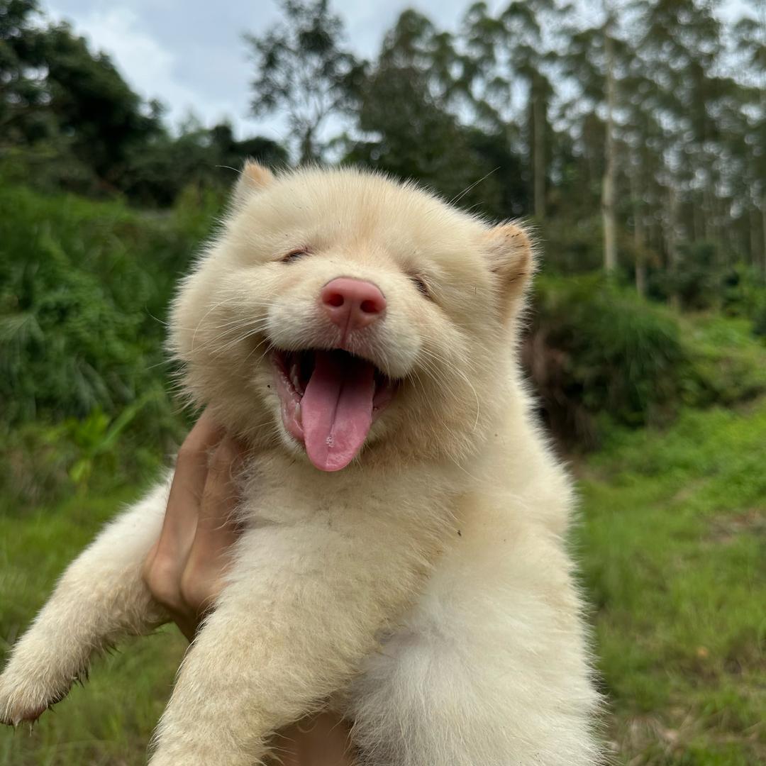 凯哥田园犬