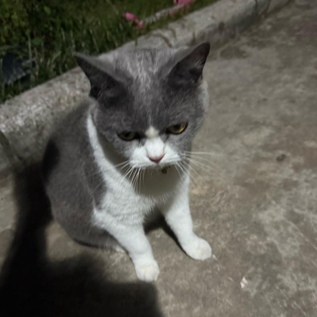 小松鼠们