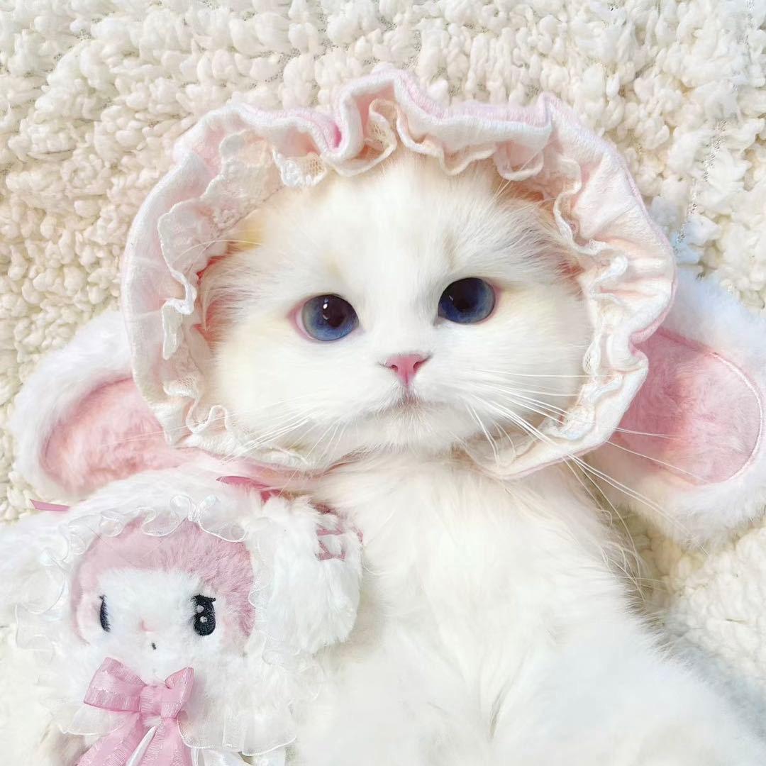 幼稚园🐱