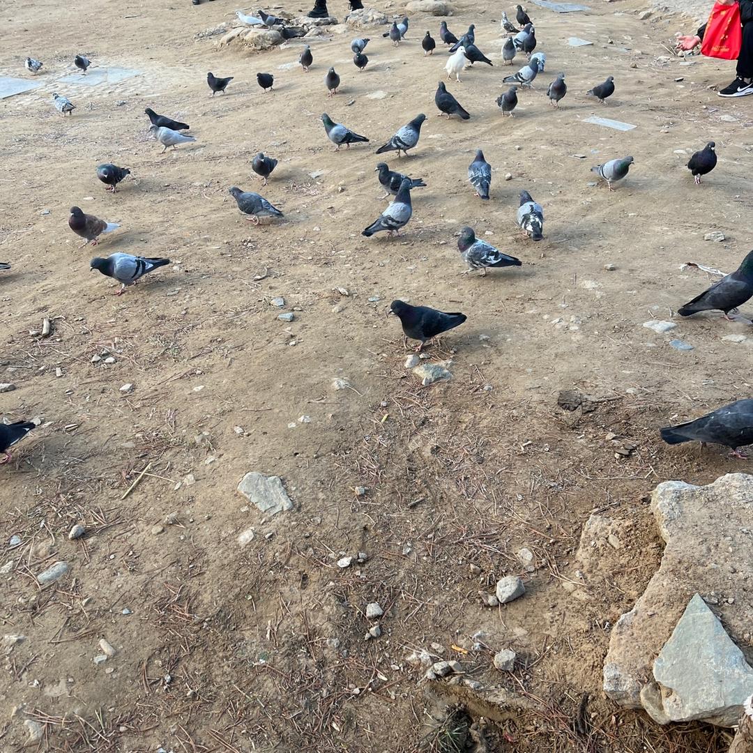 王牌电视123