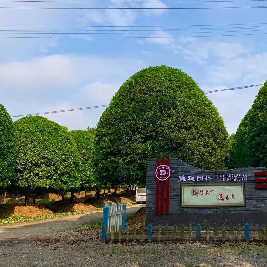 浏阳市德通园林绿化有限公司（庭院造景）
