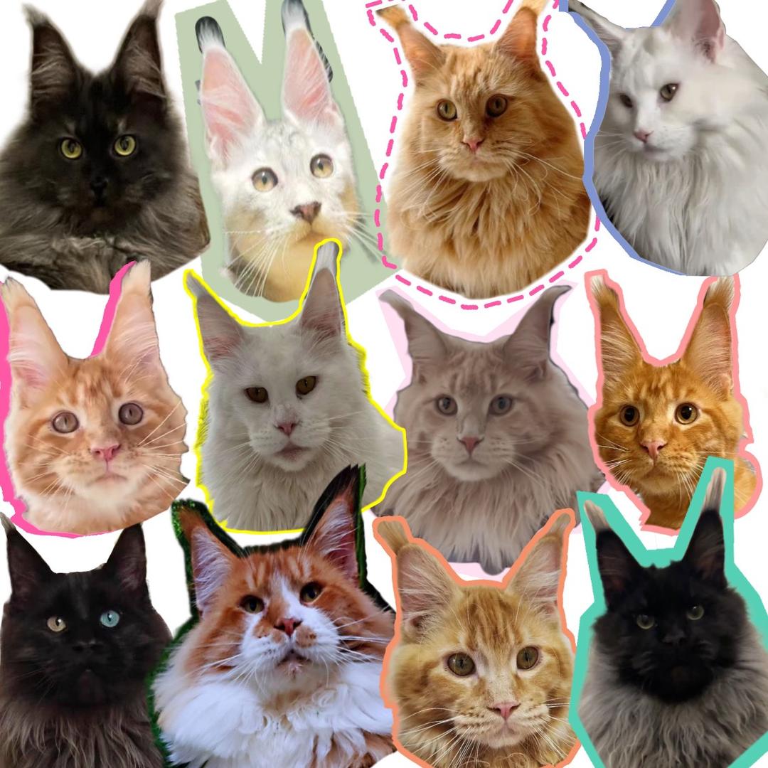 长长猫-缅因库恩猫🐱