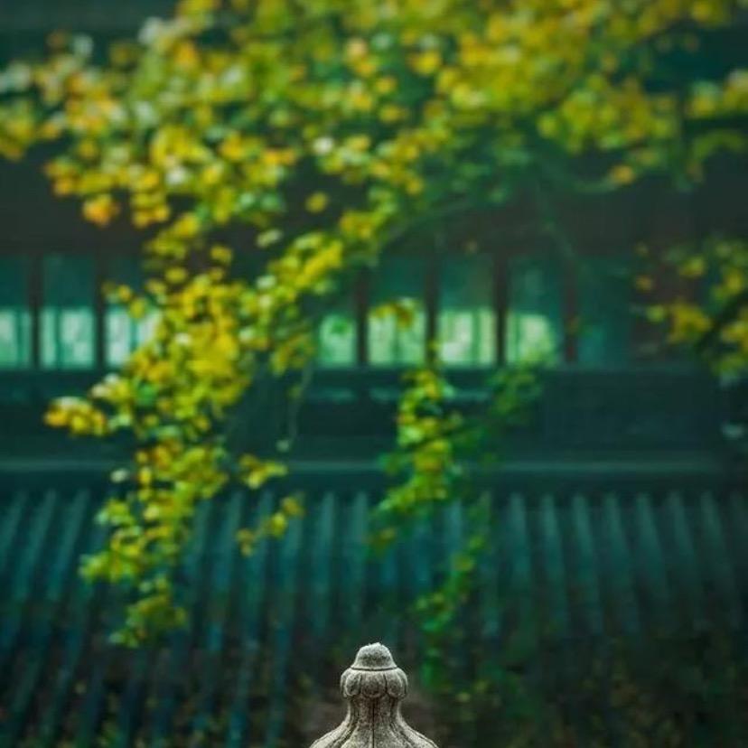莲心。