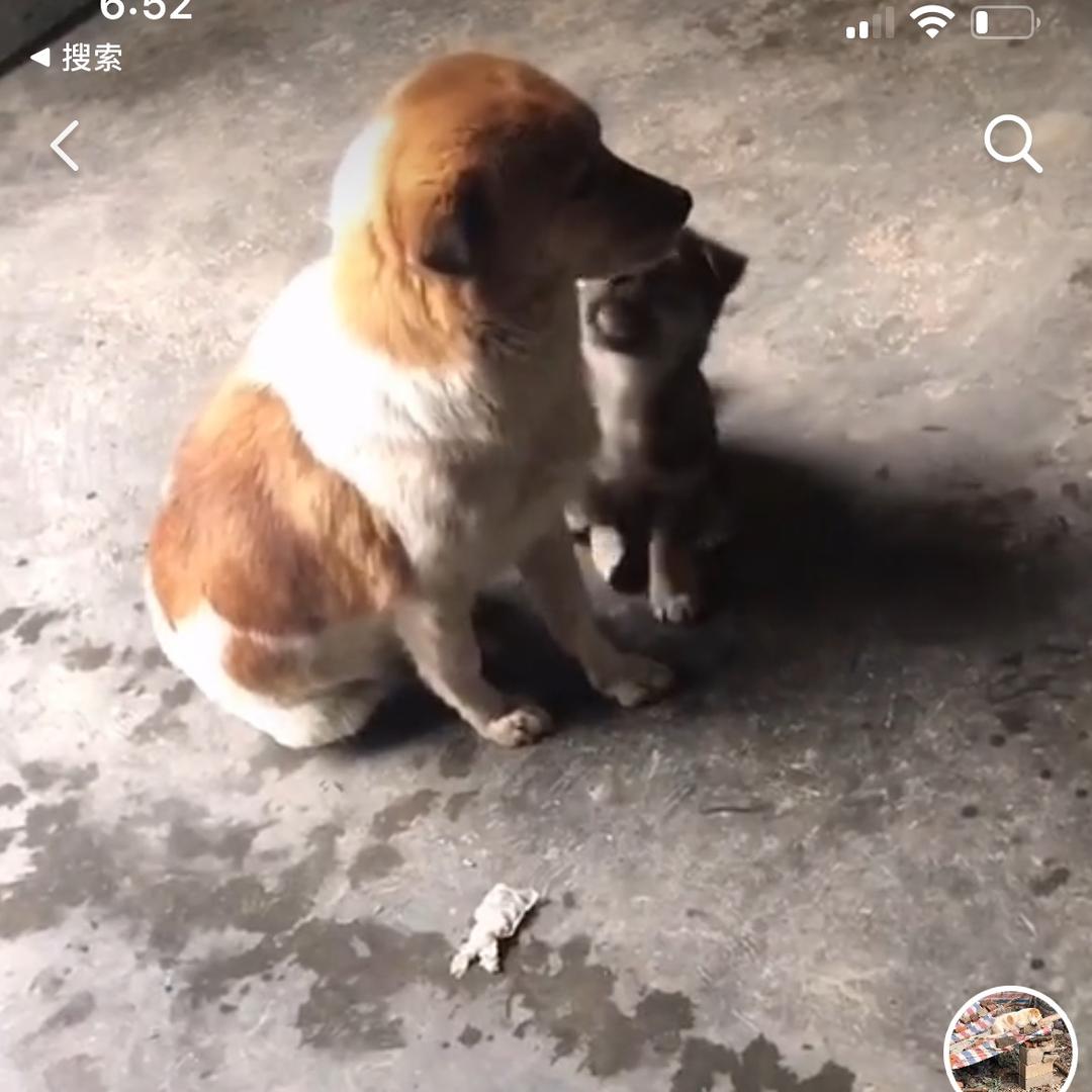闲鱼