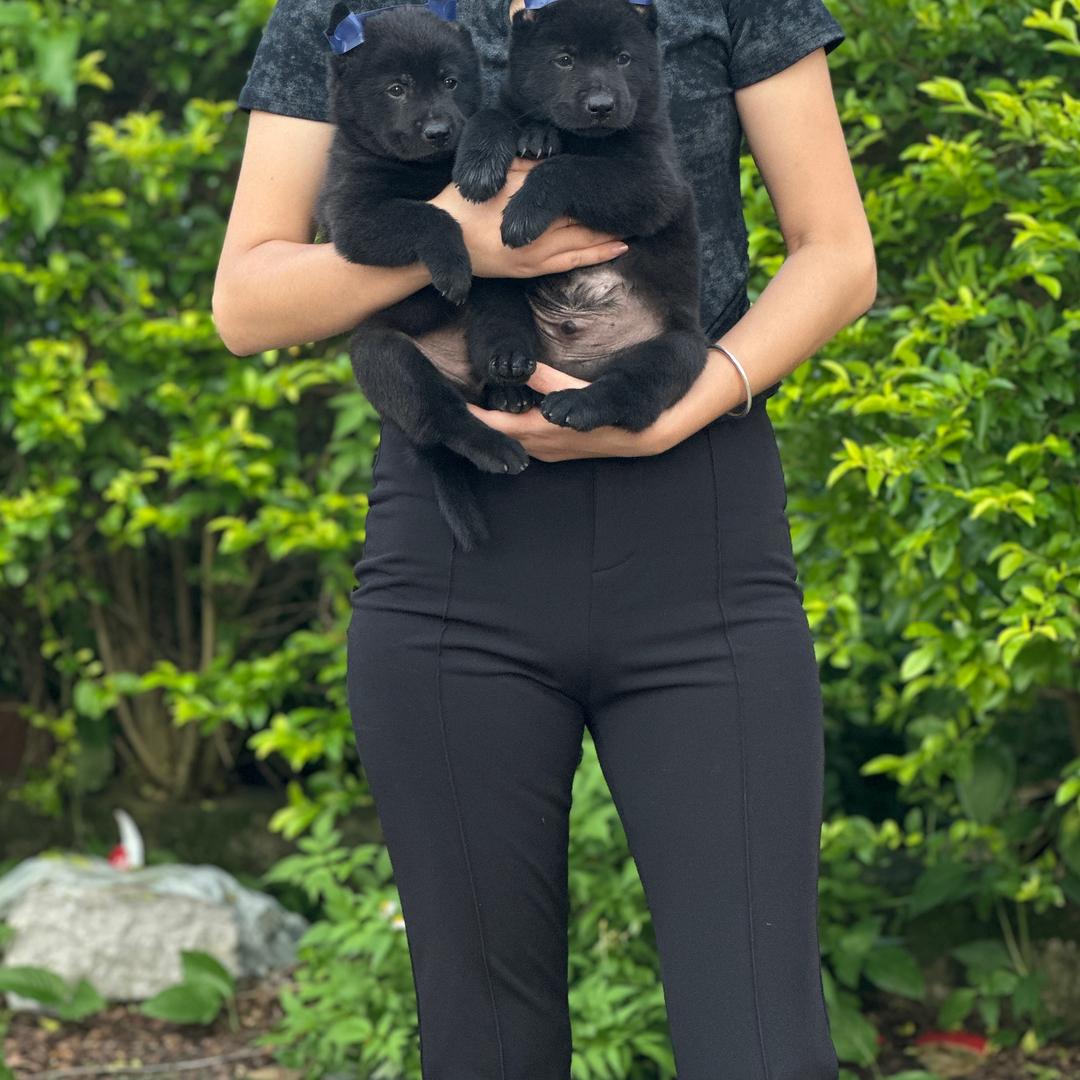 田生贸易臻选宠物店