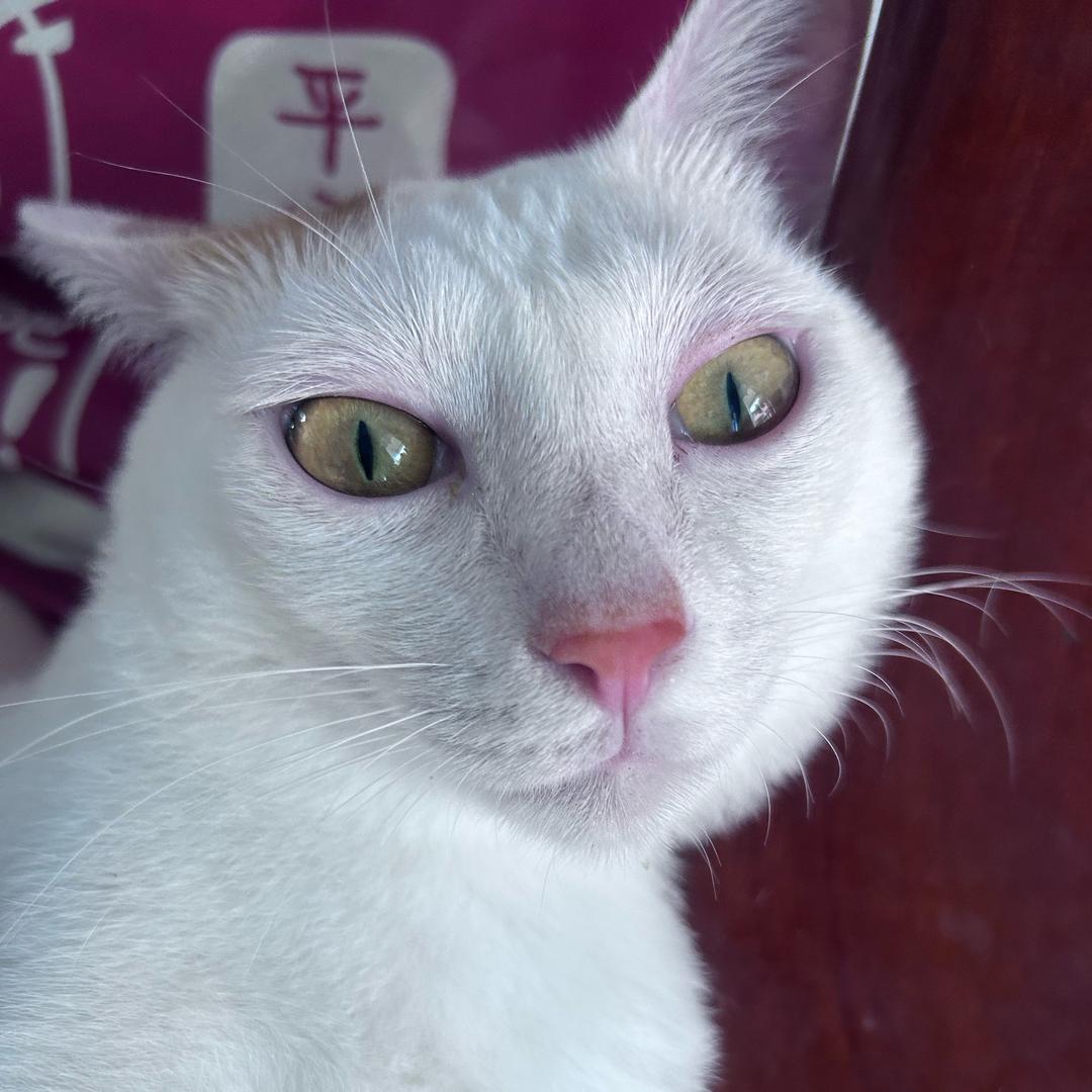 毛小驴