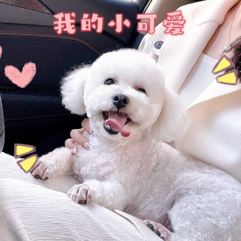 佳佳是个猪（减肥版）