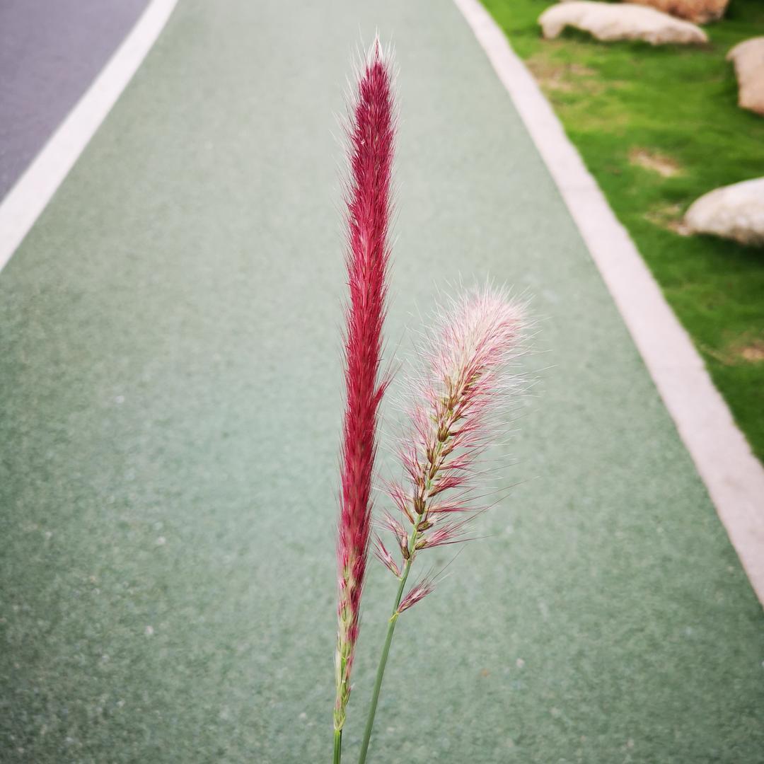 灰蒙蒙