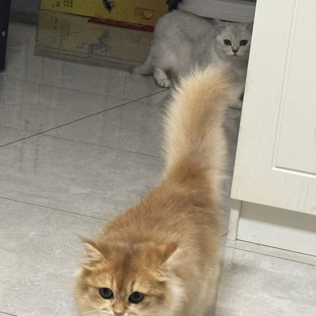 招财是只猫🐱
