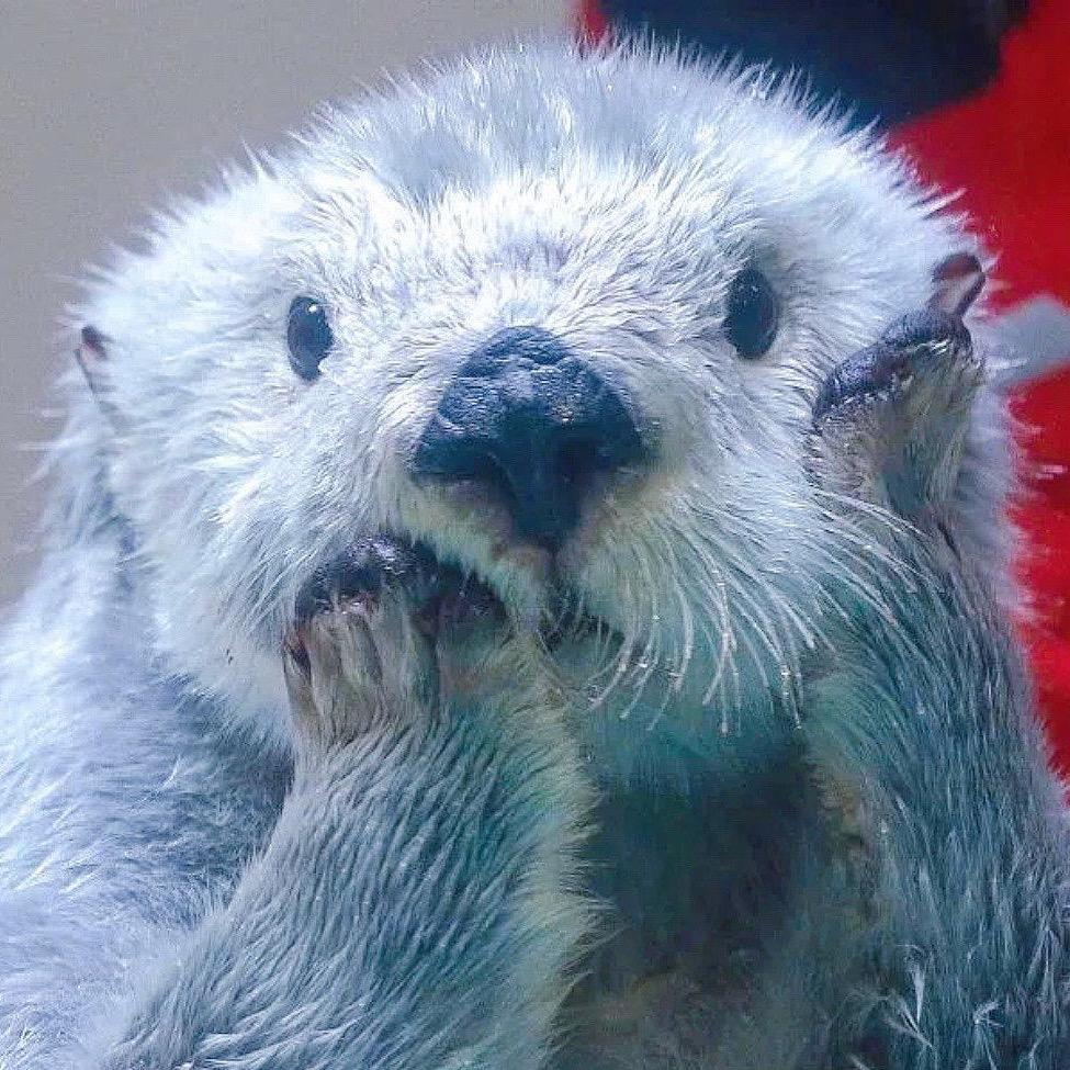 一只圆圆的生物