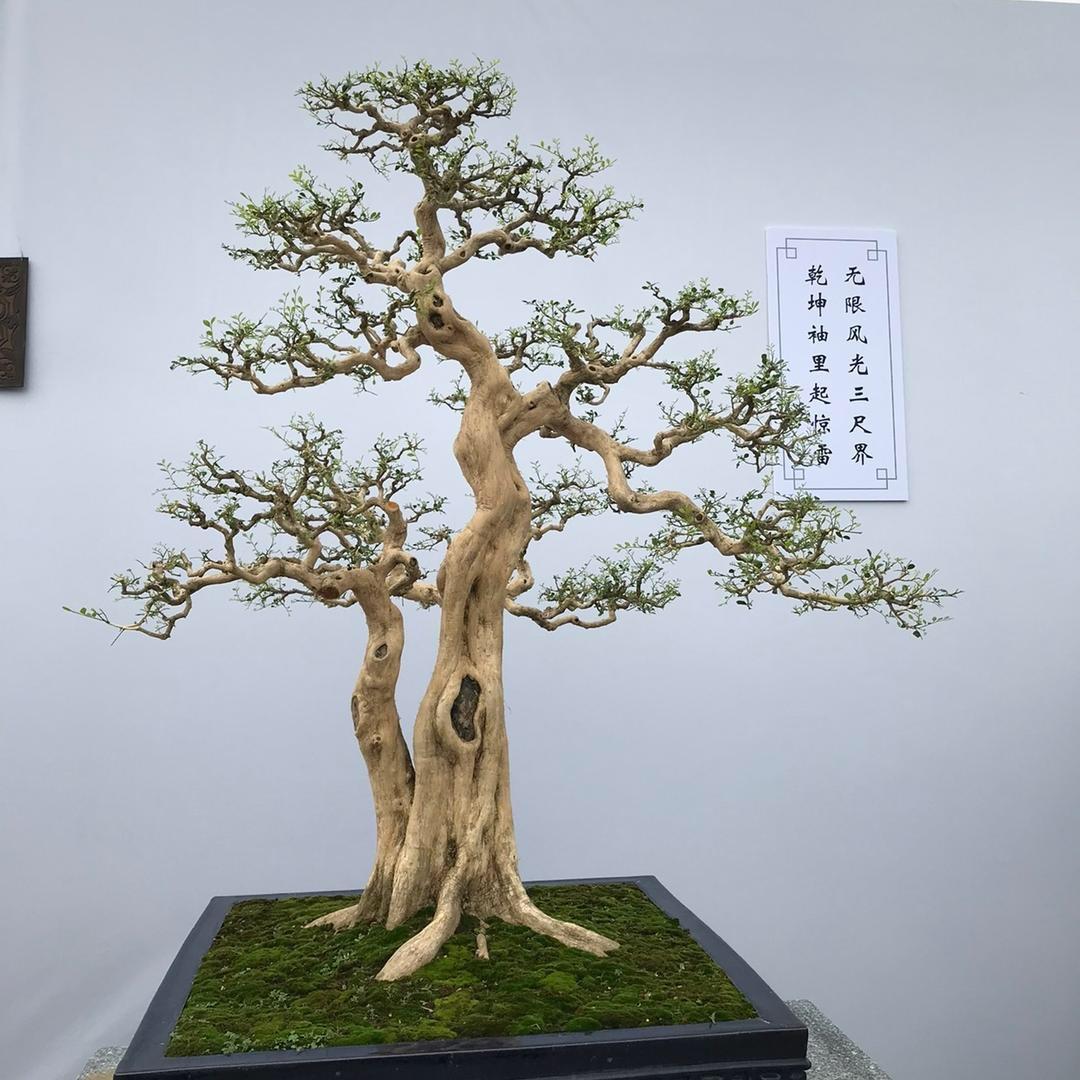 雄仔园艺