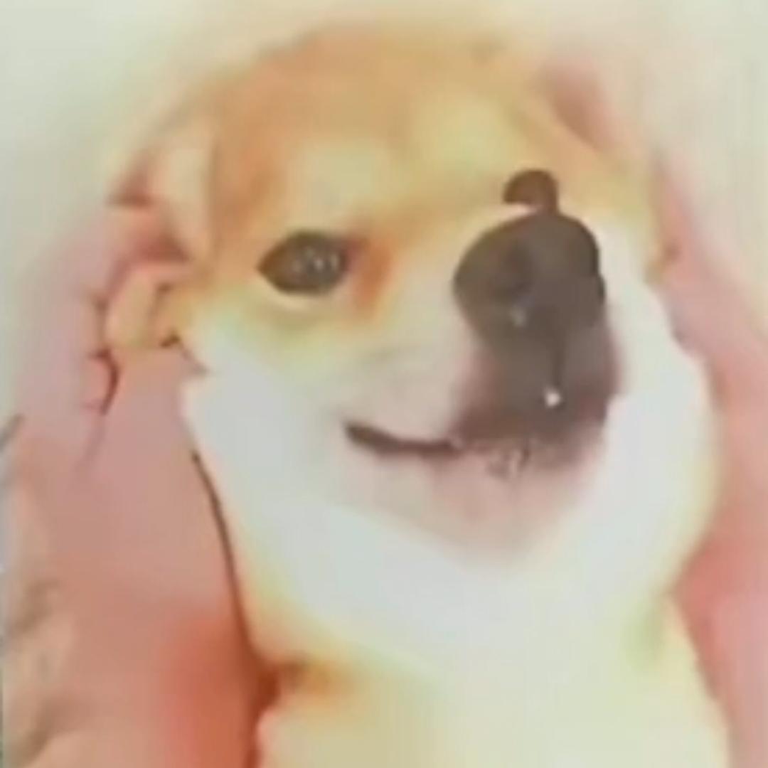 疯狂的大黄狗