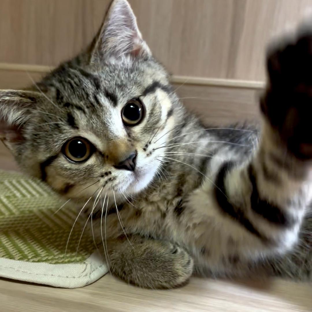 🐱我是小宝呀