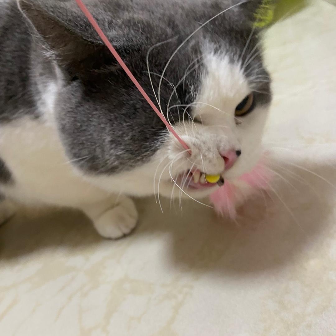 吹🐷峰🐷机🐷（关注宁波小洛熙）