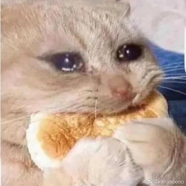 猫猫麻了