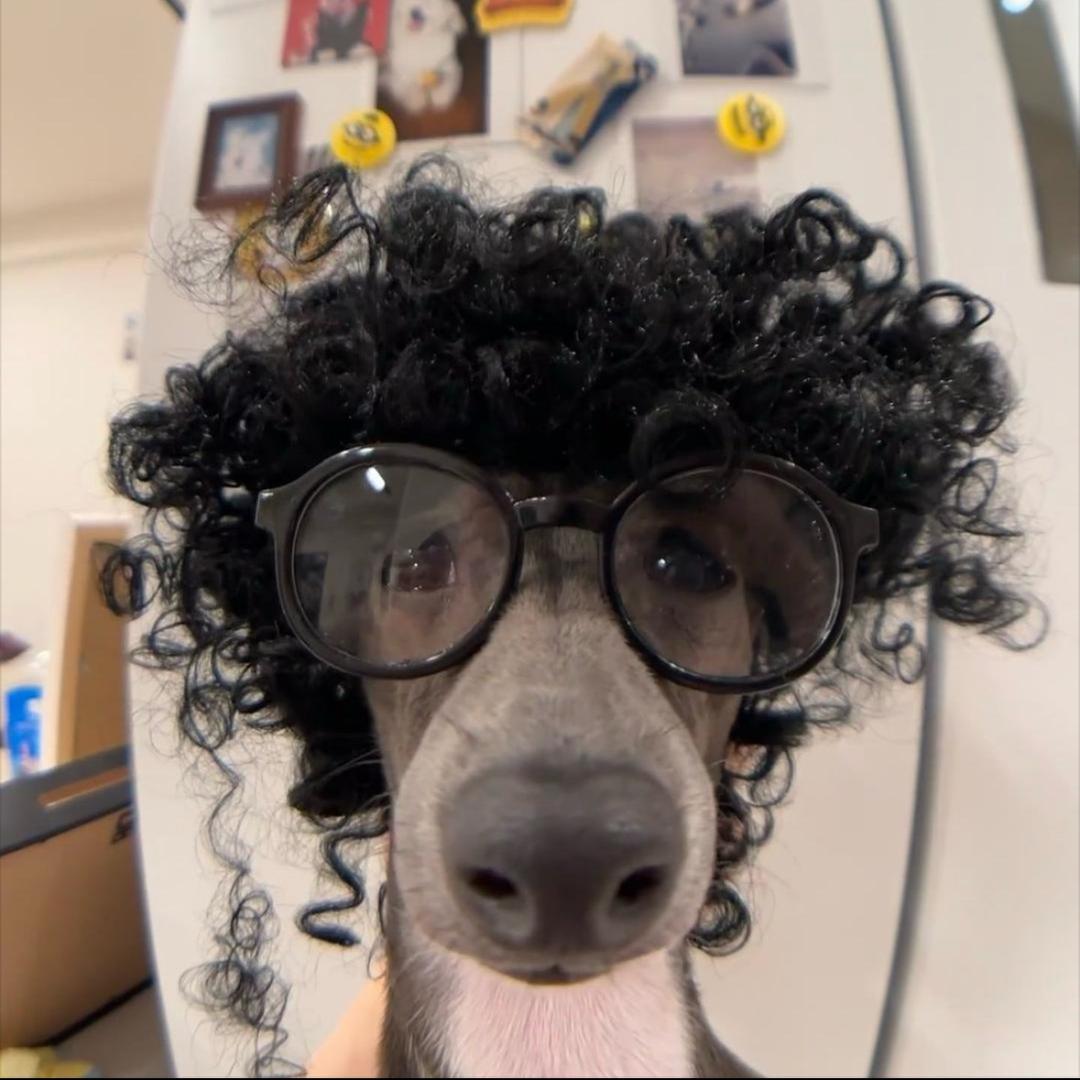 炒土豆子🐕‍🦺（秒回版