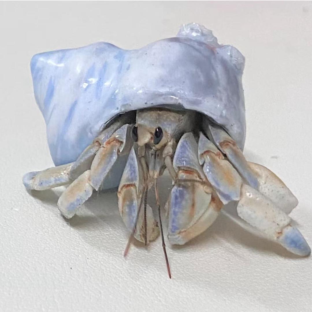 宝宝蟹宠
