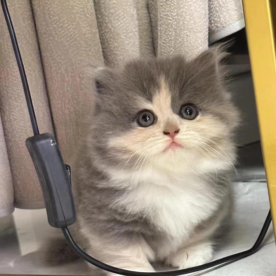 🎵猫咪果冻🎵