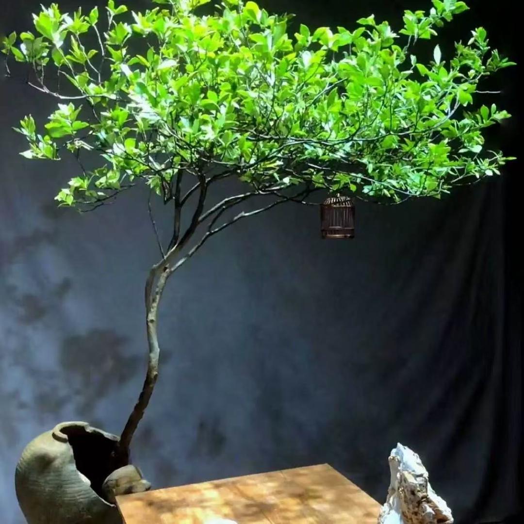 高山小叶栀子花