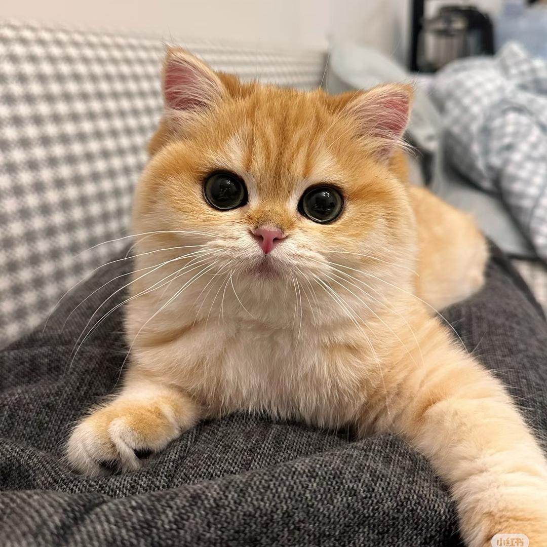 吃瓜猫丶