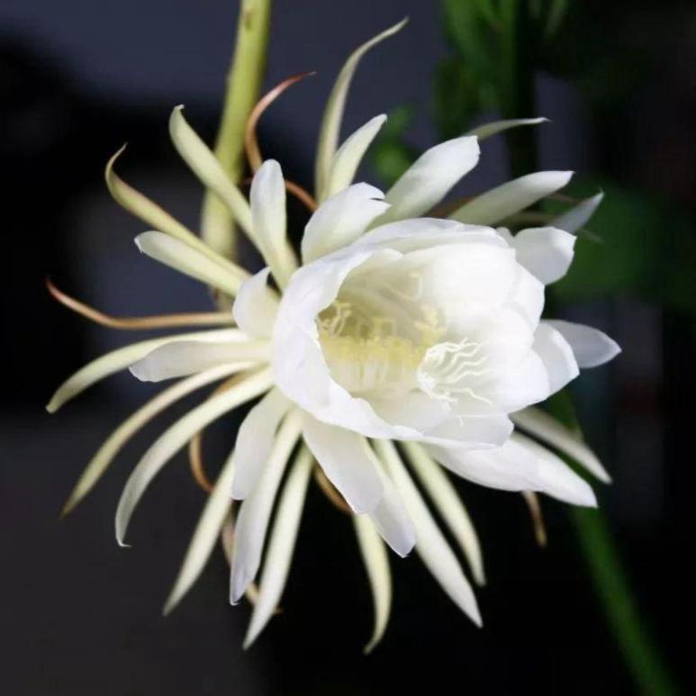 起步区银丰周荣