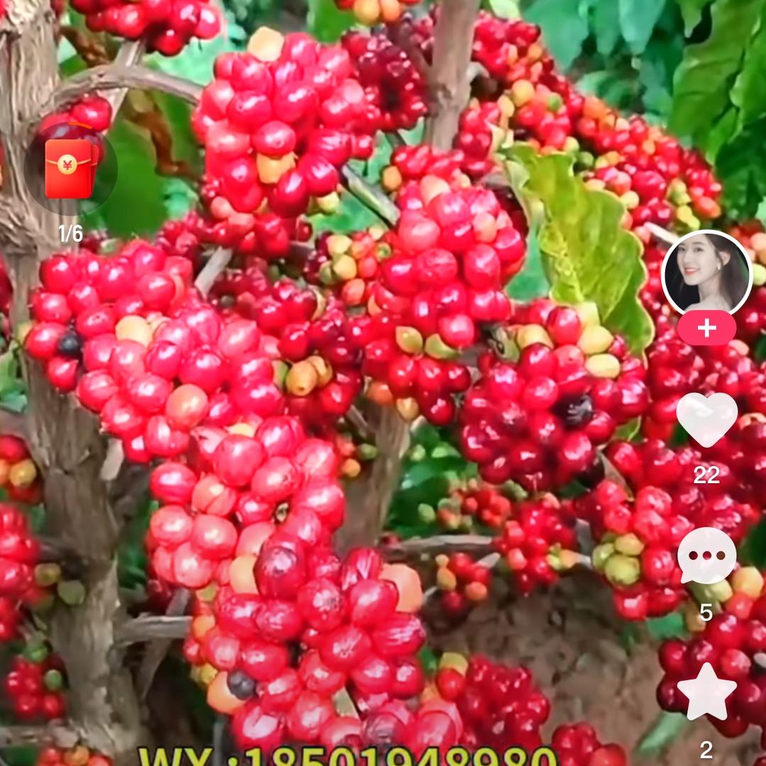 ꫛ᭄胸有💞成朱ꦿ້໌ᮨ࿐出售咖啡苗，