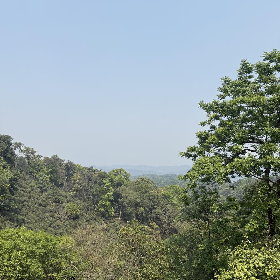 龙哥普洱茶批发源头