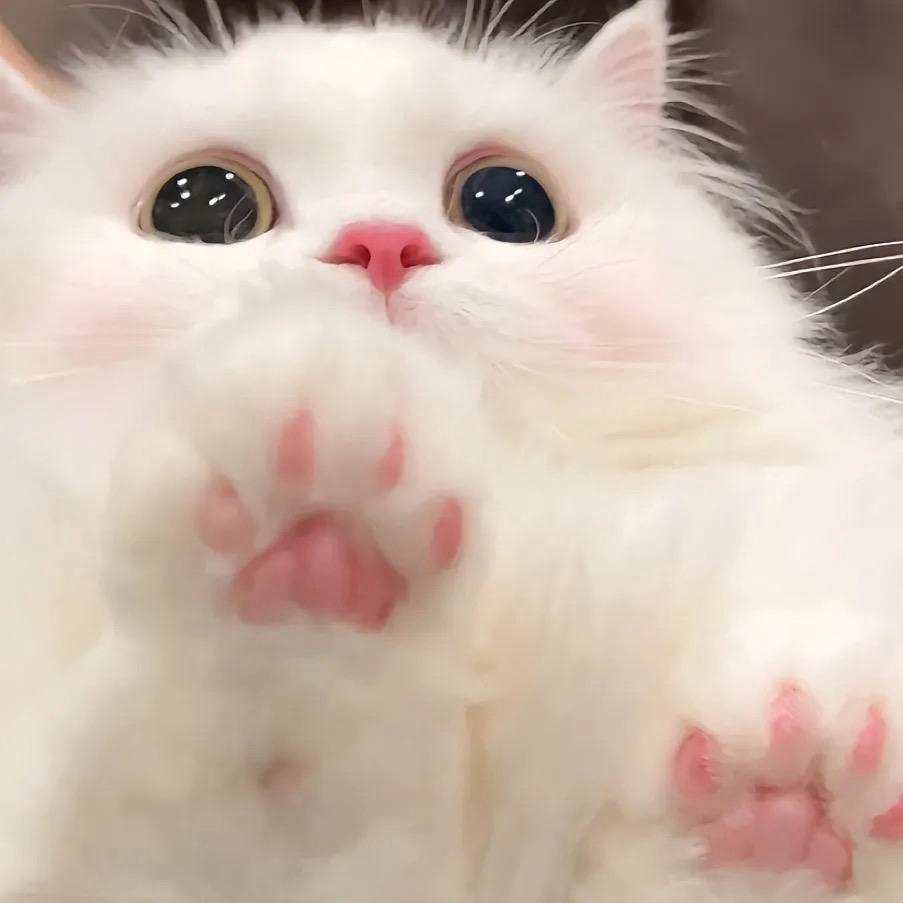 喵了个咪▼ヘ▼#