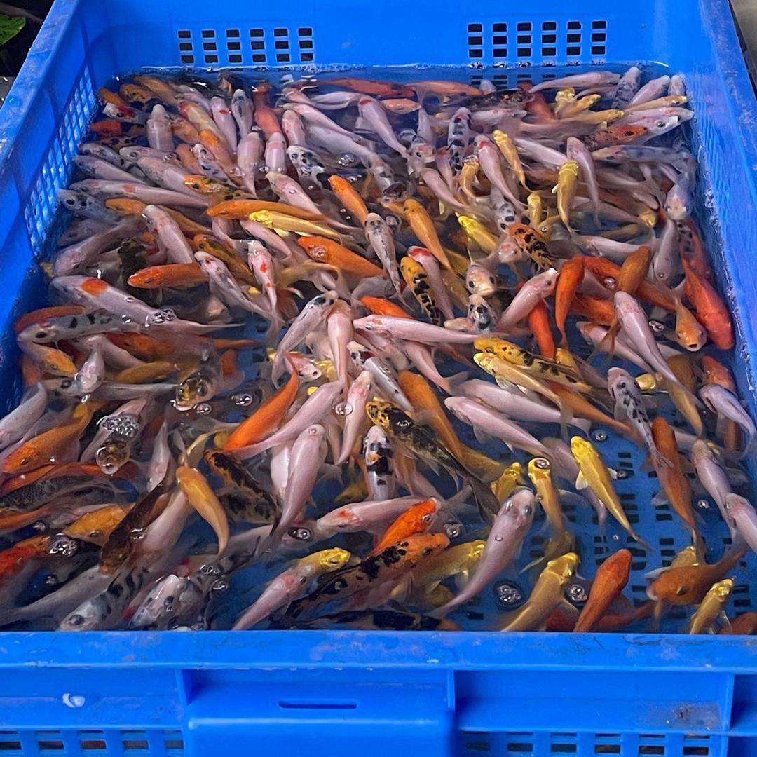 宏鑫观赏鱼 66 号