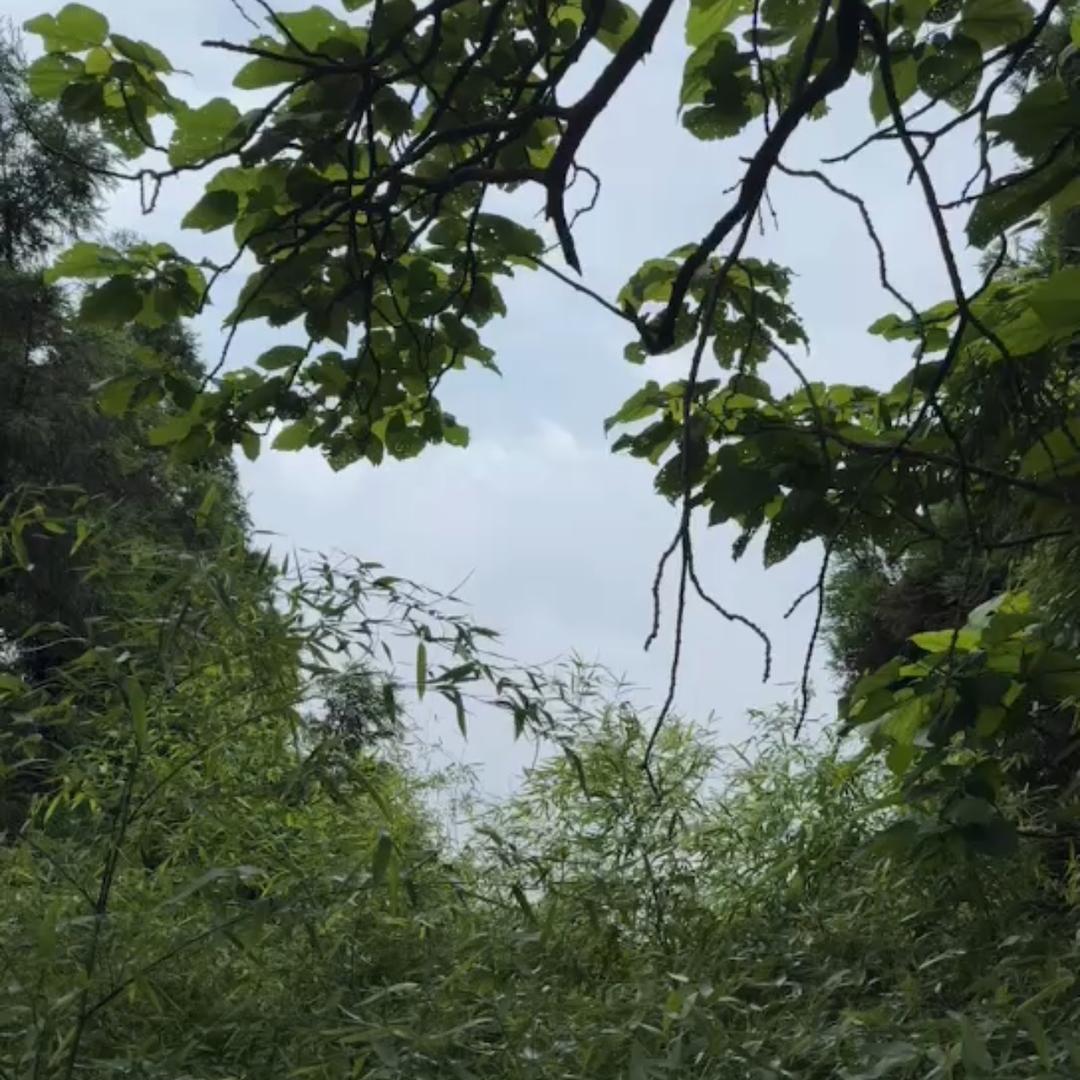 玲珑妹