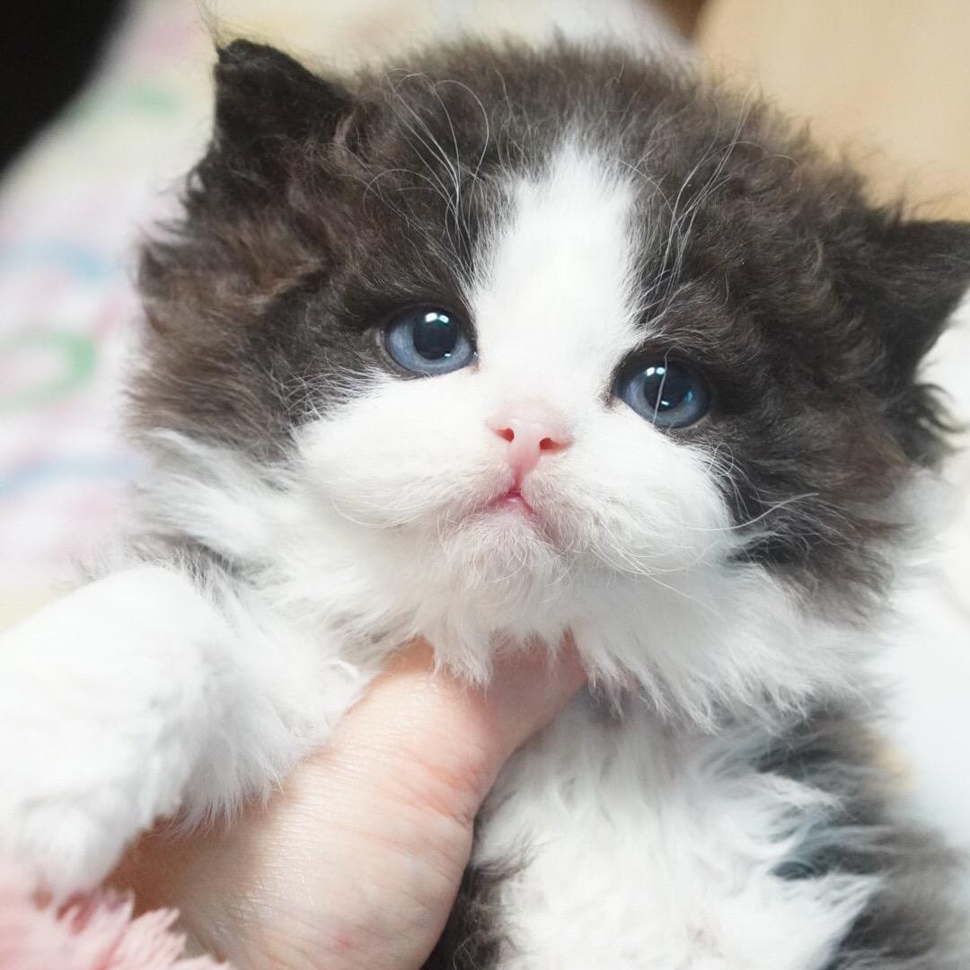Baby家塞尔凯克卷毛猫&荷兰猪